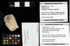 Foto (Objekt + Etiketten) von Cracensigillatus acutirostris (Moericke, 1889) 